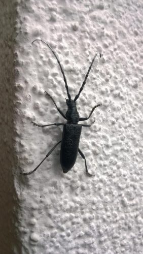 Insektenbefall-Insektenschutz